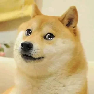 Стикер Doge / @dogii_memes - 0