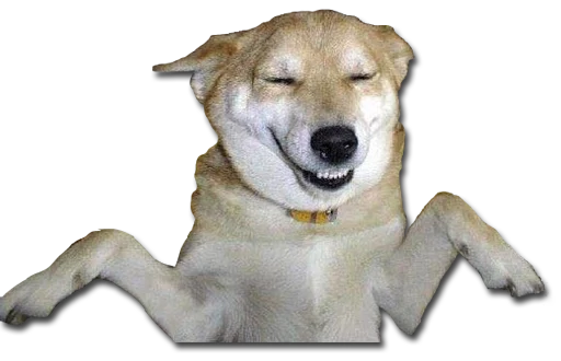 animal mammal dog breed