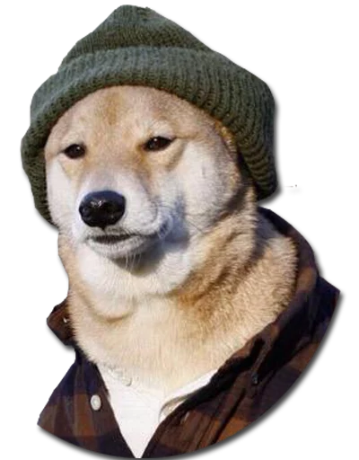 DontBeDog - животное