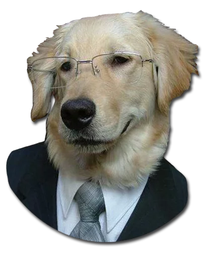 collar dog breed necktie