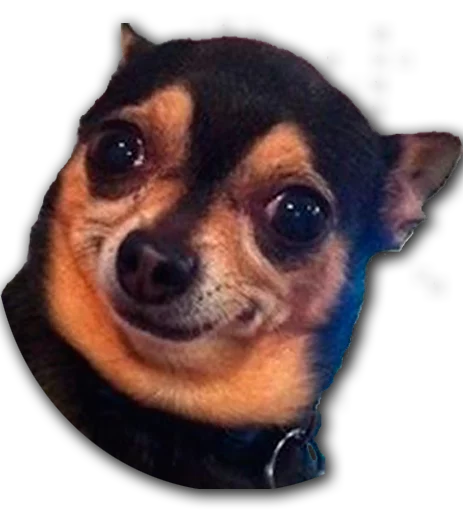 mammal animal dog breed