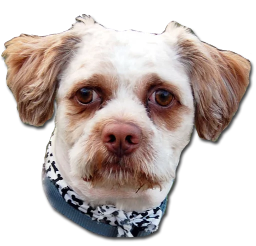 dog breed animal mammal