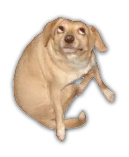 animal dog breed mammal