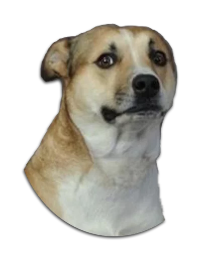 dog breed animal pet