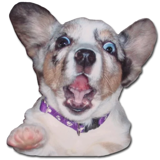 animal mammal dog breed