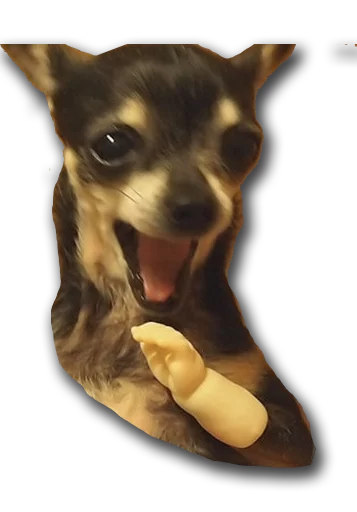 animal dog breed pet