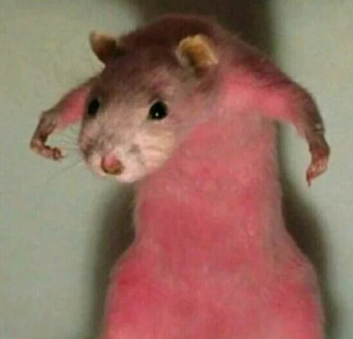 животное млекопитающее грызун