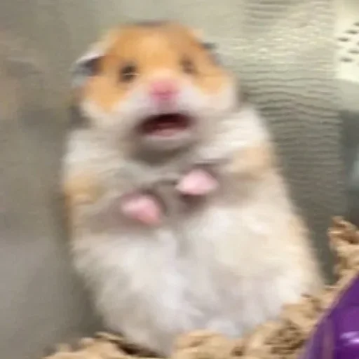 animal mammal hamster