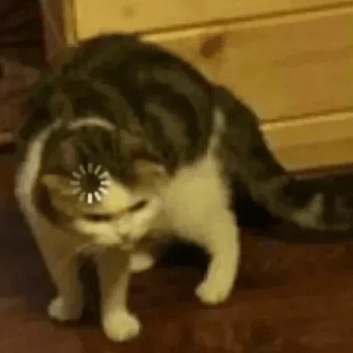 animal mammal indoor