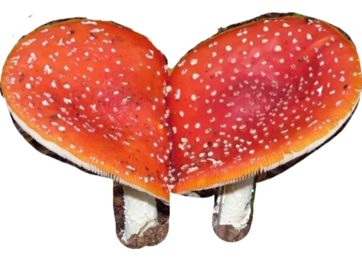 Sticker Doomer Ultra Pack - 10