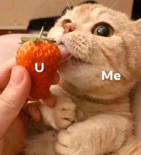 animal felidae small to medium-sized cats