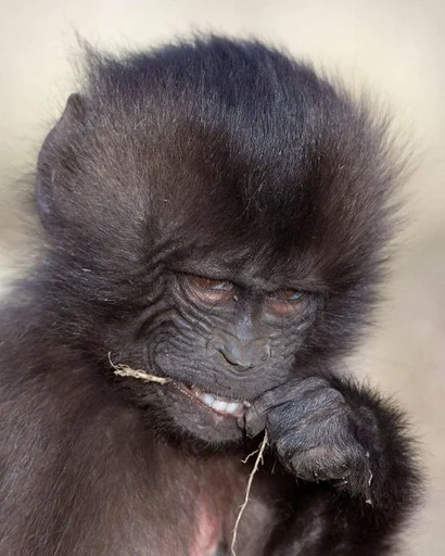 животное млекопитающее примат