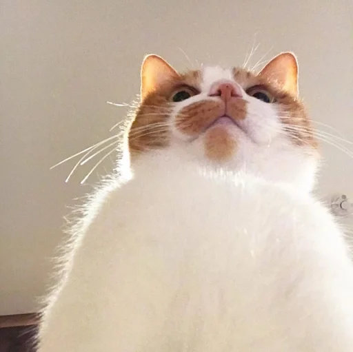 млекопитающее домашняя кошка животное