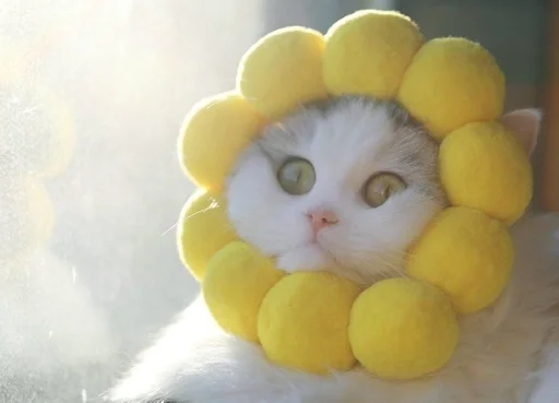 кошка животное жёлтый