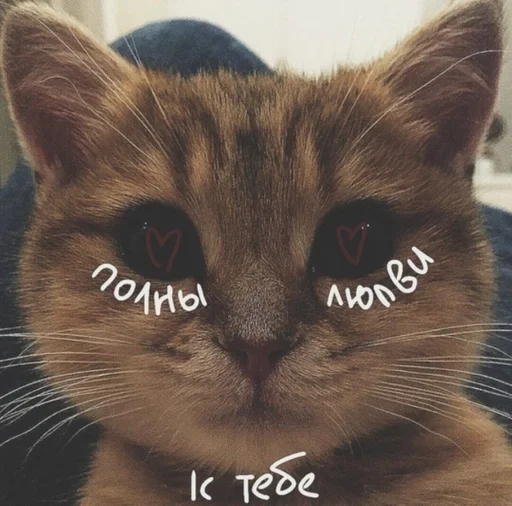 животное млекопитающее кошка