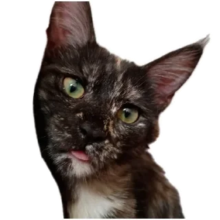 Sticker ДораДура - 11