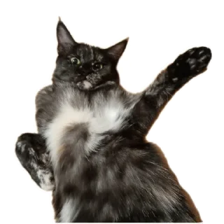 Sticker ДораДура - 4