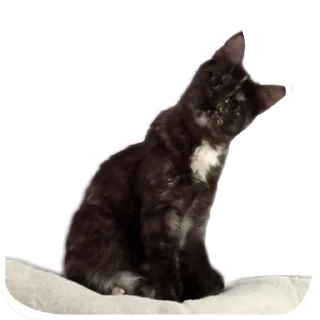 Sticker ДораДура - 0