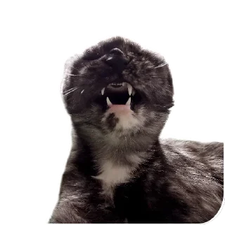 Sticker ДораДура - 10