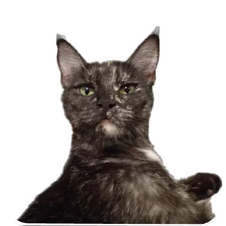 Sticker ДораДура - 5