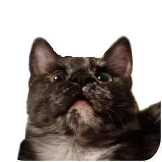 Sticker ДораДура - 2