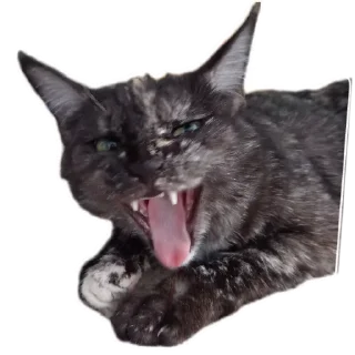 Sticker ДораДура - 9