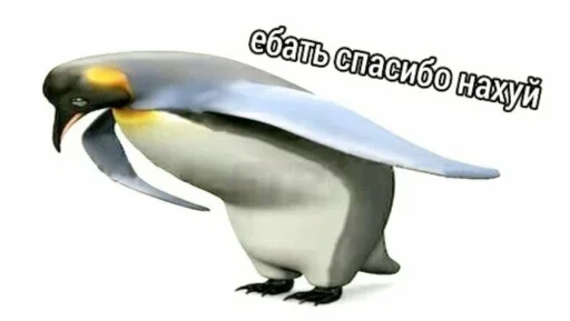 animal aquatic bird penguin