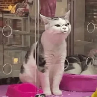 Стикер ЖивАтные - 2