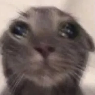 Стикер ЖивАтные - 1