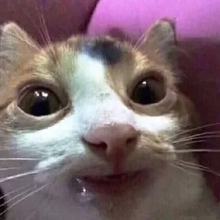 Стикер ЖивАтные - 8