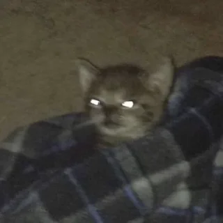 Стикер ЖивАтные - 3