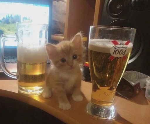 кошка пить животное