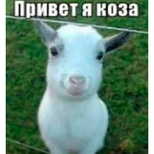 Стикер Dota2. - 1