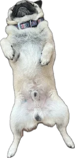 Стикер Double Dog - 11