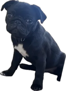 Стикер Double Dog - 8