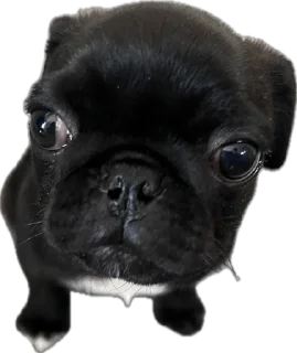 Стикер Double Dog - 0