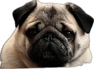 Стикер Double Dog - 6