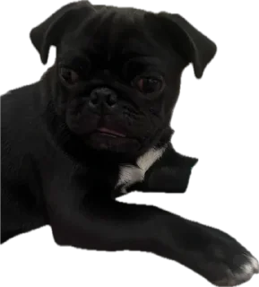 Стикер Double Dog - 5