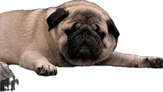 Стикер Double Dog - 10