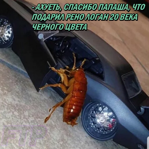 land vehicle vehicle invertebrate