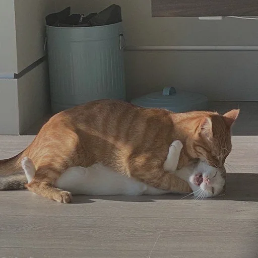 mammal animal small to medium-sized cats