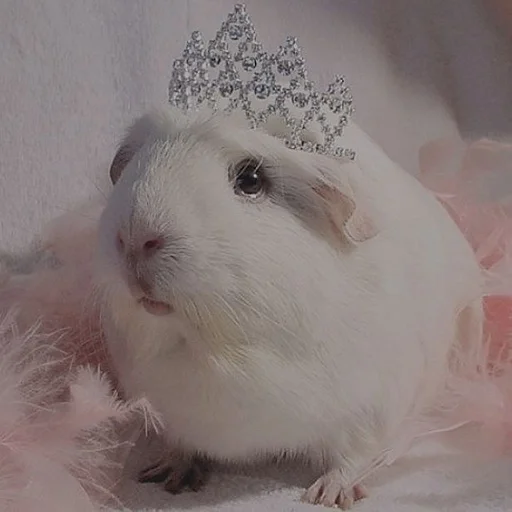 mammal rodent animal