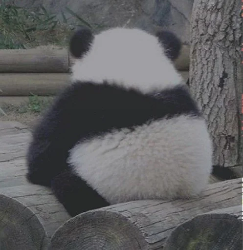 animal mammal outdoor