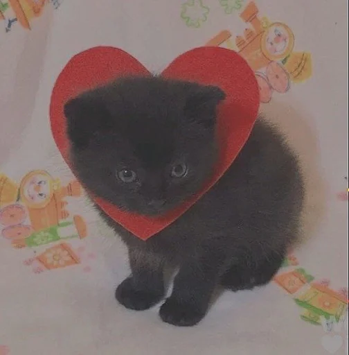 small to medium-sized cats black cat animal