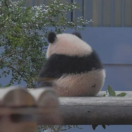 animal mammal outdoor