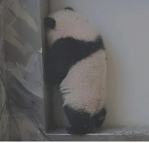 mammal animal panda