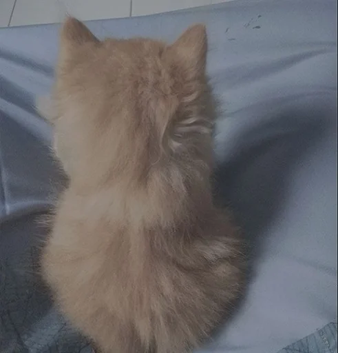 animal small to medium-sized cats mammal