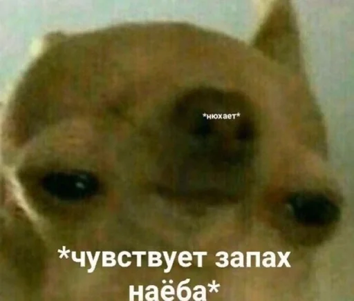 Sticker Dppdpfpfldlfpfp_by_fStikBot - 1