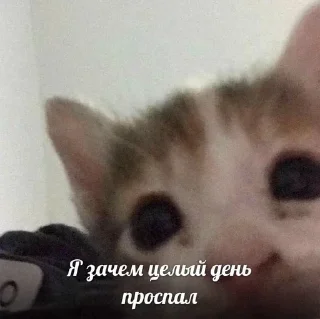 Sticker ВСЕ СТИКИ ТУТ: @sekstick - 10