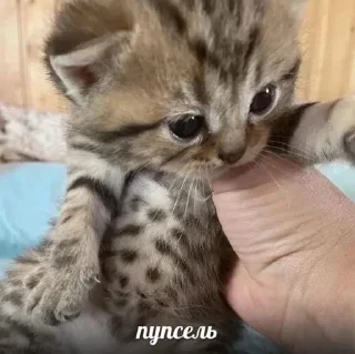 Sticker ВСЕ СТИКИ ТУТ: @sekstick - 4